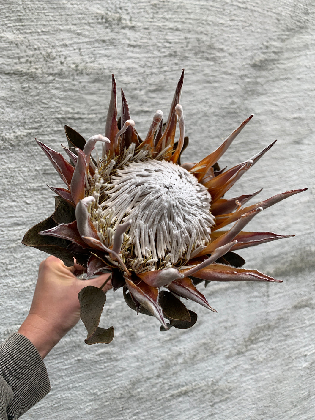 Protea tørket